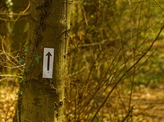 Black arrow on white background attached to a tree in a forest. Sign hung on a tree