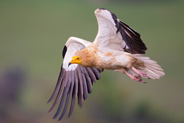 An Egyptian vulture (Neophron percnopterus) flying in the Spanisch Pyrenees mountains.