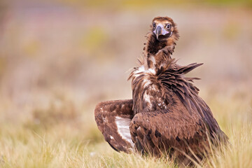 A cinereous vulture (Aegypius monachus) resting in a meadow in the Spanisch mountains.
