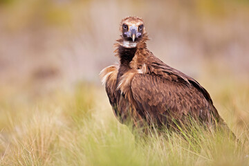 A cinereous vulture (Aegypius monachus) resting in a meadow in the Spanisch mountains.
