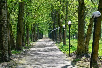 Alley with lanterns. A path in a green park. 