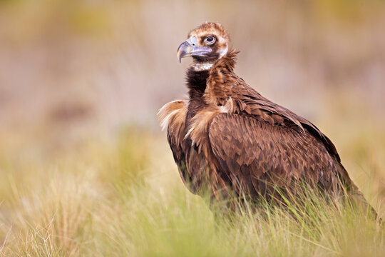 A cinereous vulture (Aegypius monachus) resting in a meadow in the Spanisch mountains.