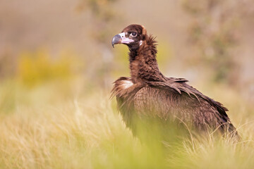 A cinereous vulture (Aegypius monachus) resting in a meadow in the Spanisch mountains.