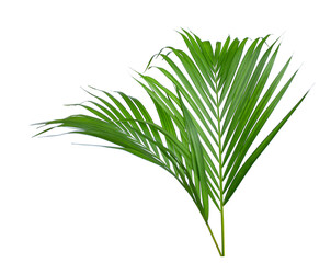 Tropical Green leaves of palm tree isolated on white background with clipping path.