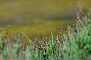 coupling dragonflies on the grass date