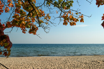 An idyllic view on a colorful trees on the beach in Gdynia, Poland, with calm Baltic Sea in the...
