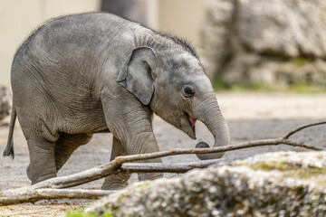 baby elephant otto