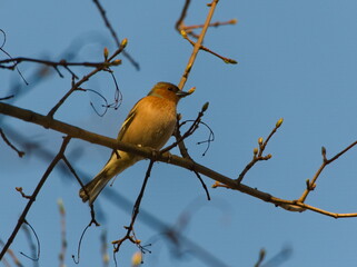 The common chaffinch (Fringilla coelebs). Chaffinch on a branch. Small song bird on a branch.