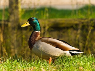 Naklejka na ściany i meble The mallard. (Anas platyrhynchos). Duck in the park. 