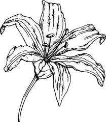 vector illustration,hand drawing of a delicate lily with a black liner for coloring or stickers