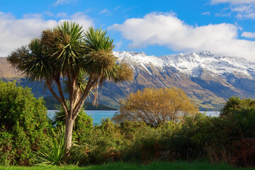 Lake Wakatipu, New Zealand, with the snowy mountains of the Southern Alps. In the foreground is a flowering native cabbage tree 