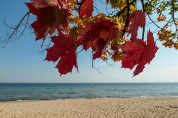Photo sur Plexiglas La Baltique, Sopot, Pologne An idyllic view on a colorful trees on the beach in Gdynia, Poland, with calm Baltic Sea in the back. The tree is changing colors for autumn. Change of seasons. Serenity and calmness