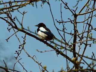 The Eurasian magpie  (Pica pica) sitting on a branch. Common magpie among the branches