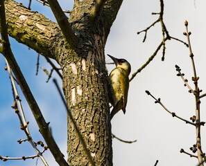 Grey-headed woodpecker (Picus canus) on a tree. Grey-faced woodpecker