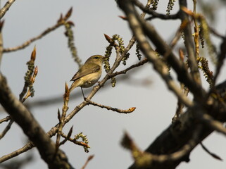 Willow warbler (Phylloscopus trochilus). Tiny bird among the branches
