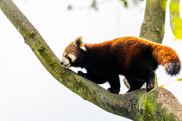 red panda