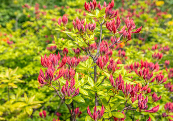 Obraz premium Closeup of dark red flower buds of an azalea mollis shrub in the Dutch spring season.