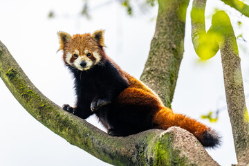 red panda
