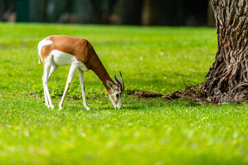 Gazelle
