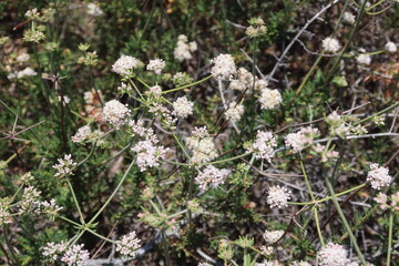 White Californian Buckwheat Flowering Before they Turn Red