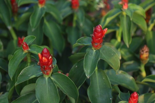 Red Costus spicatus, also known as spiked spiralflag ginger or Indian head ginger flower on tree in nature