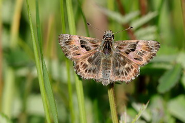 papillon grisette hespérie de l'alcée carcharodus alceae
