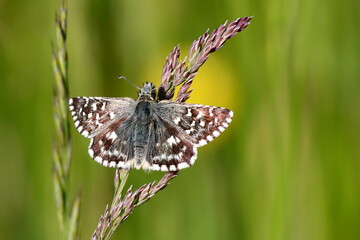 papillon hespérie de la mauve sur une herbe graminée