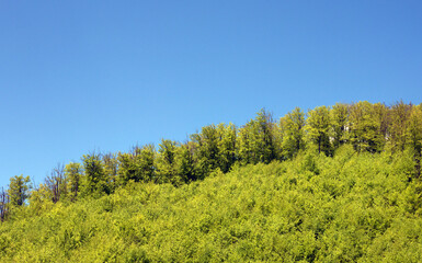 the edge of a forest on a hilltop