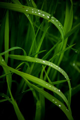 Fototapeta premium Jasne piękne krople wody czystej na zielonych liściach trawy