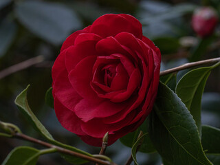 Dark red double flowered Camellia williamsii Les Jury in flower in spring
