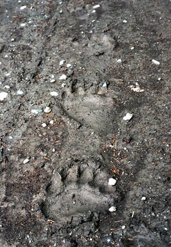 traces of bear on the ground