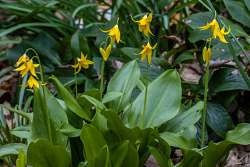 Cluster of bright yellow
Erythronium tuolumnense flowers in spring