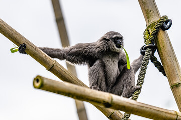 Gibbon chewing leave
