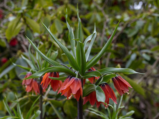 Close up of Fritillaria imperalis Red Beauty in flower in spring