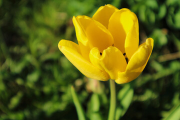 yellow tulip on green grass