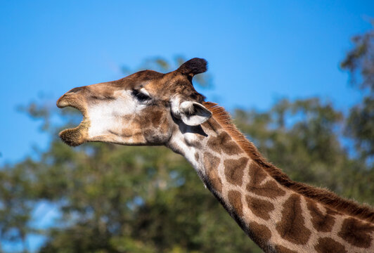 Close up de girafa com a boca aberta