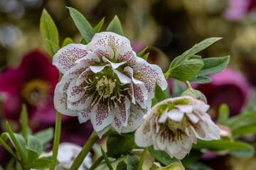 Close up of Helleborus hybridus Cinderella flowers in spring