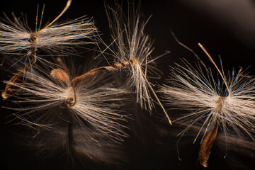 Brightly lit Pelargonium seeds, with fluffy hairs and a spiral body, are reflected in black...
