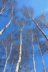 The beech trees reach the sky 
