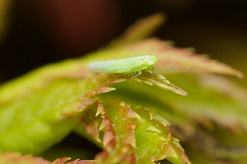 insect Empoasca vitis pidikřísek on a leaf