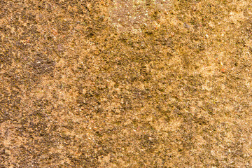 Moss on an old concrete wall. Close up view