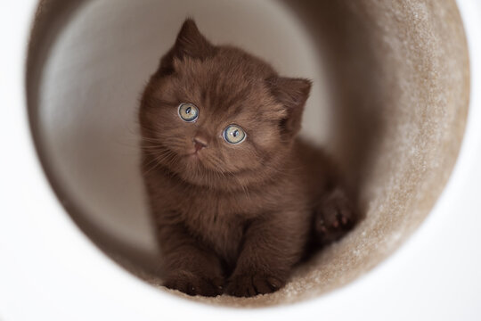 Extram niedliches Katzenbaby BKH Kitten ganz vertr&auml;umt