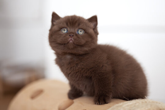 Extram niedliches Katzenbaby BKH Kitten ganz vertr&auml;umt
