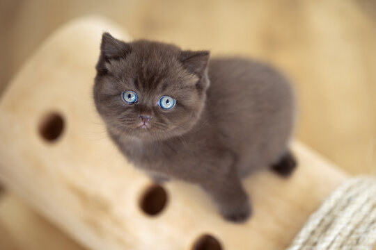 Extram niedliches Katzenbaby BKH Kitten ganz vertr&auml;umt
