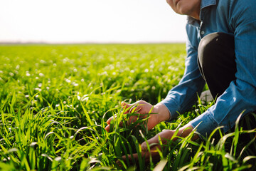 Farmer hand touches green leaves of young wheat in the field. Environmental protection in agriculture. Ripening ears of wheat field. Agricultural business. © maxbelchenko