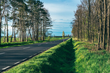 Road near the forest