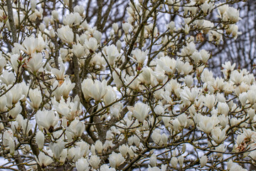 Large Magnolia denudata Giubiasco shrub in full flower in spring