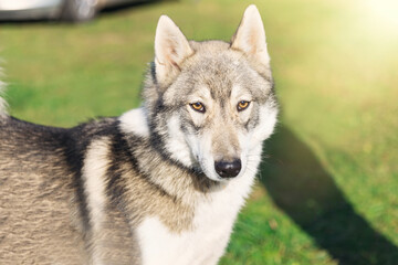 beautiful serious gray-white Laika on a chain for a walk in the