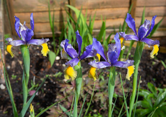 Dutch iris gypsy beauty with its springtime blooms