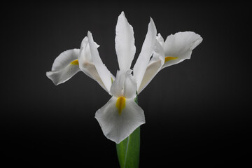 Naklejka na ściany i meble Isolated image of dutch iris hollandica alaska against a black background